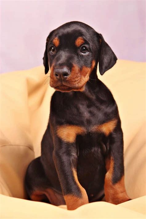 Raised around other dogs, cats and young children. . Home of doberman puppies